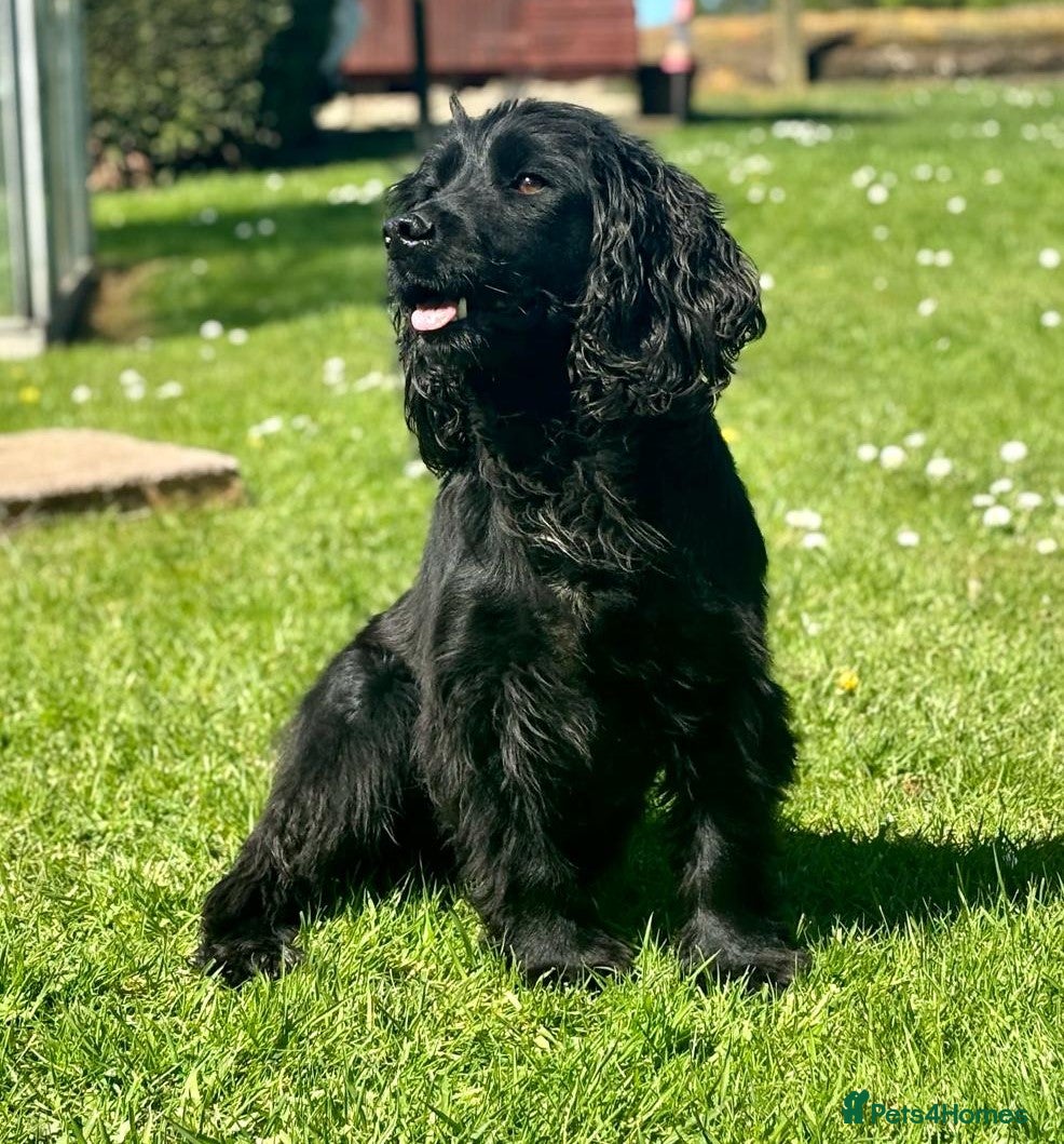 Cocker Spaniel dogs Working Black Cocker for Stud in Beverley - Advert 21