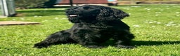 Cocker Spaniel dogs for stud: Working Black Cocker for Stud in Beverley - Advert 1