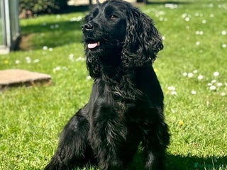 Cocker Spaniel dogs in Beverley - Advert 4