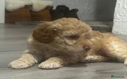 Cavapoo dogs for sale: x4 cockapoos puppies - Advert 6