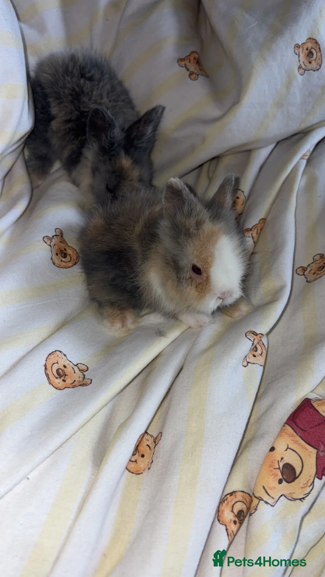 Lionhead rabbits for sale: Lionheads ready to be reserved - Advert 2