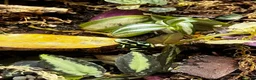 Frog reptiles for sale: Dart frogs dendrobates aurutus  - Advert 5