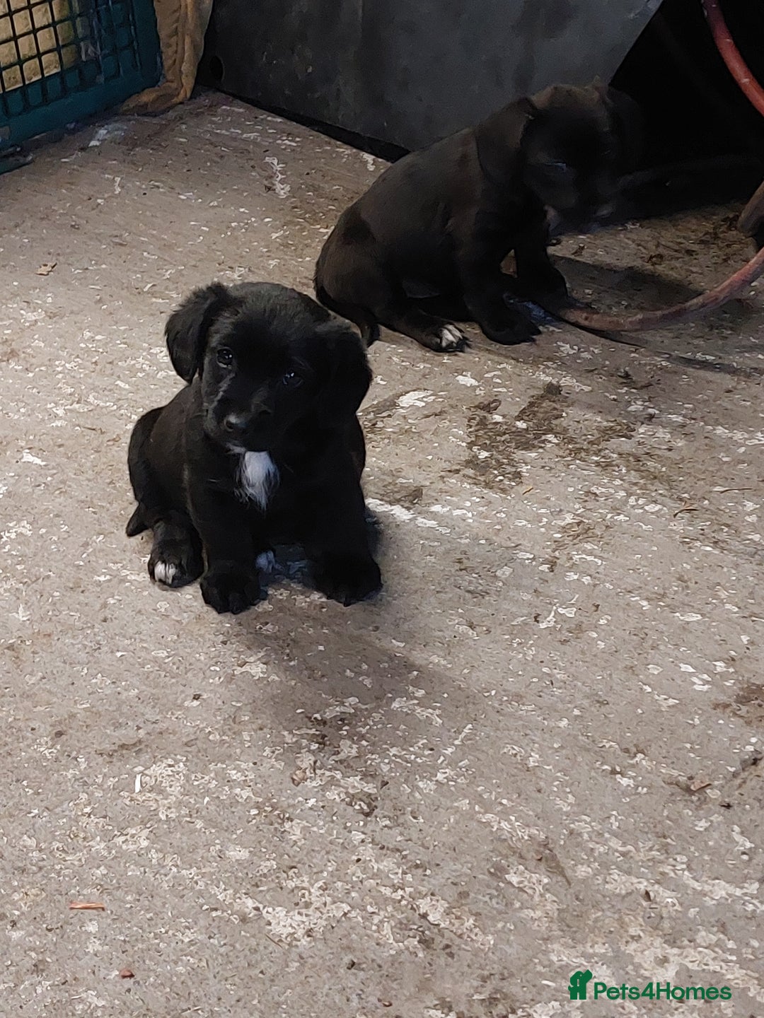 Mixed Breed dogs for sale: Jack Russell pups  - Advert 2