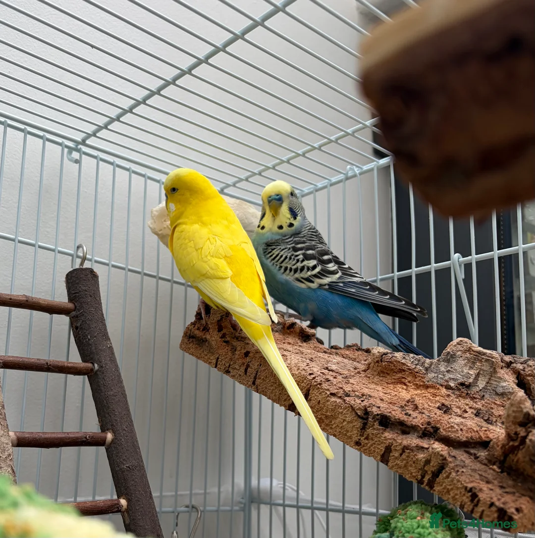 Budgerigars birds for sale: Free to good home, 2 male budgies - Advert 2
