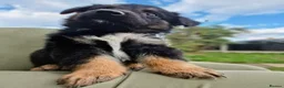 Mixed Breed dogs for sale: German shepherd/husky/springer cross puppies  - Advert 5