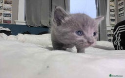 Mixed Breed cats for sale: Kittens for sale - Image 4