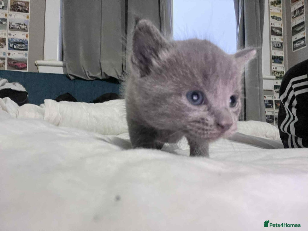 Mixed Breed cats for sale: Kittens for sale - Image 4