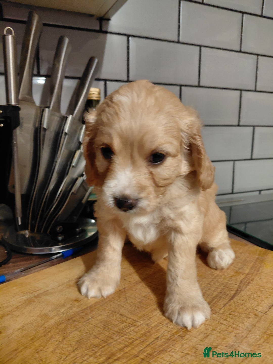 Cockapoo dogs for sale: Cockerpoo  puppys  - Advert 1