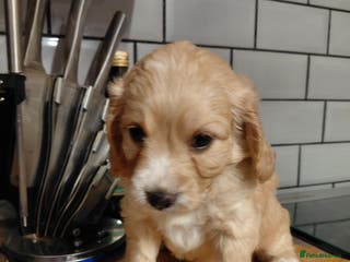 Cockapoo dogs Cockerpoo puppys - Advert 3