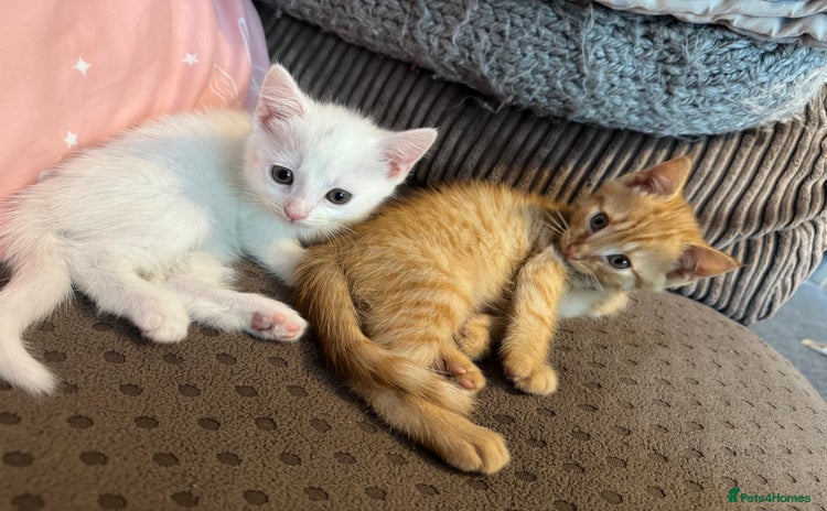 British Shorthair cats - Advert 14
