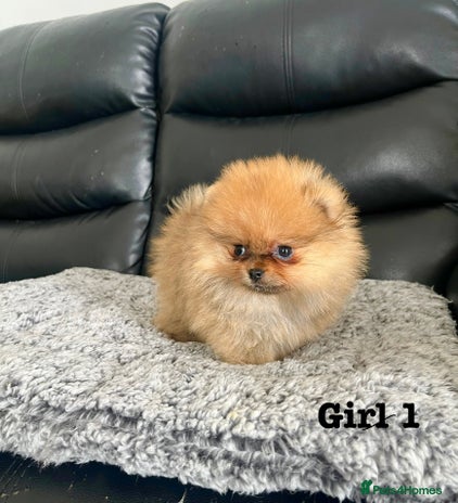 Pomeranian dogs - Advert 6