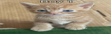 Kitten boy 1