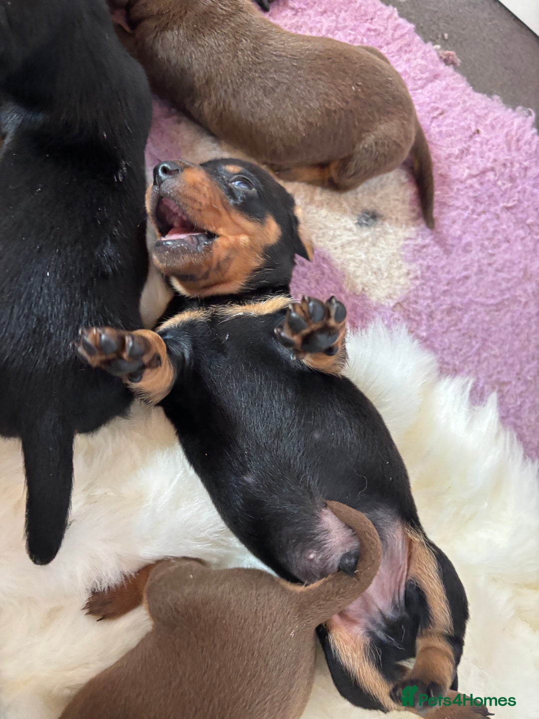 Miniature Dachshund dogs for sale: Miniature dachshund smooth hair pups  - Image 25