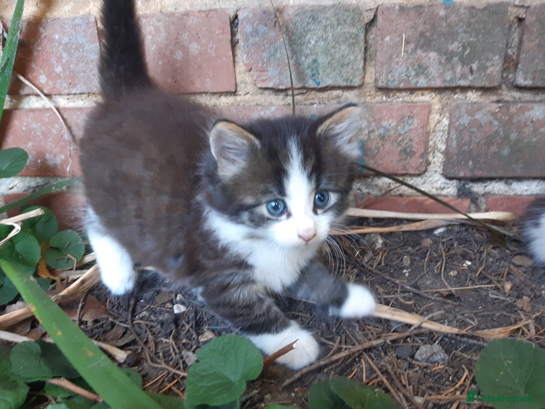 Mixed Breed cats for sale: 6 Kittens Available to take home today 😸  - Image 6