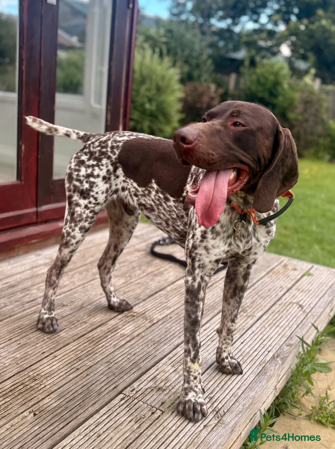 German Shorthaired Pointer dogs for stud: 🏆⭐️⭐️Champion bloodlines Proven Stud⭐️⭐️🏆 - Advert 4