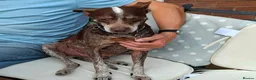 Mixed Breed dogs for adoption: Benji - Fakenham Norfolk  in Fakenham - Advert 3