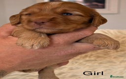 Cockapoo dogs for sale: Beautiful Merle cockapoo puppies ready 19th August - Image 12