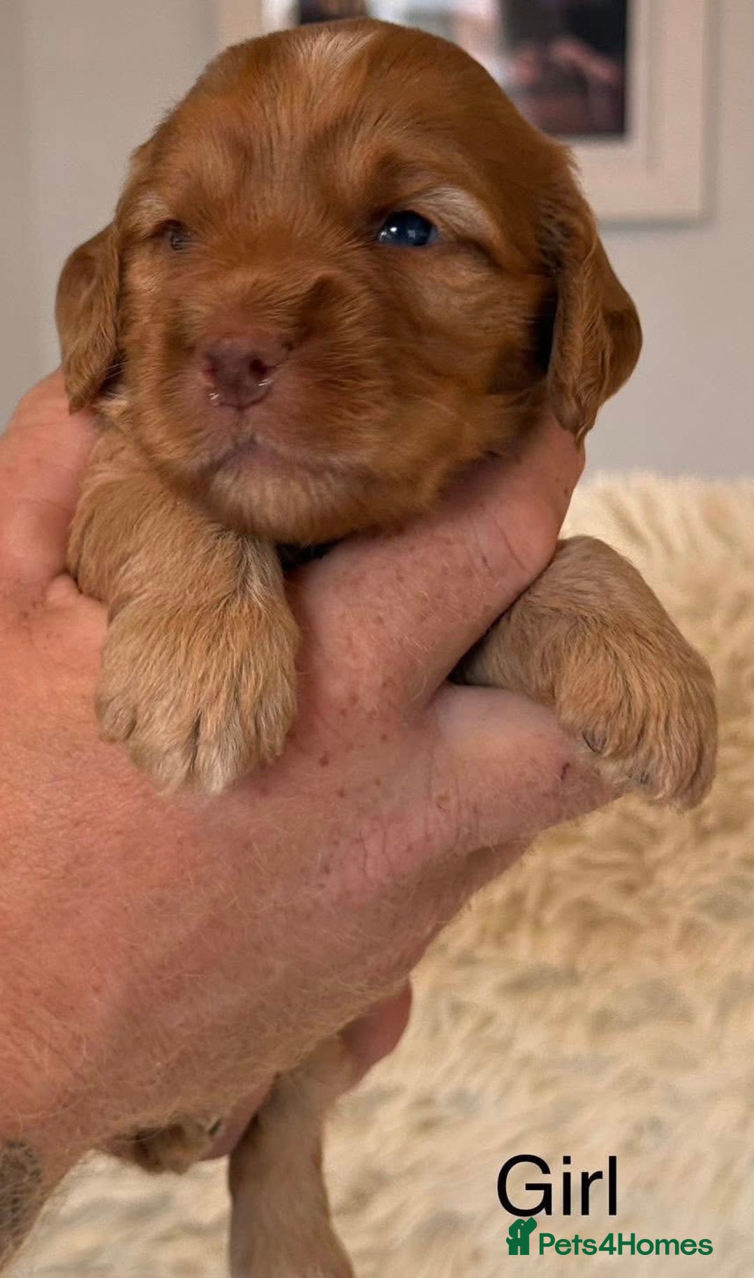 Cockapoo dogs for sale: Beautiful Merle cockapoo puppies ready 19th August - Image 12