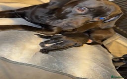 Mixed Breed dogs for sale: 8 beautiful pups for sale  - Image 10