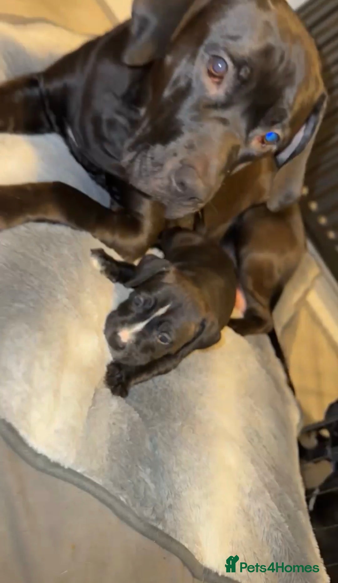 Mixed Breed dogs for sale: 8 beautiful pups for sale  - Image 10