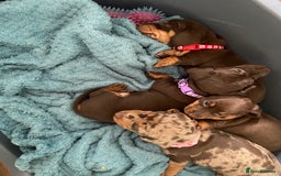Miniature Dachshund dogs for sale: Miniature Dachshunds - Image 14