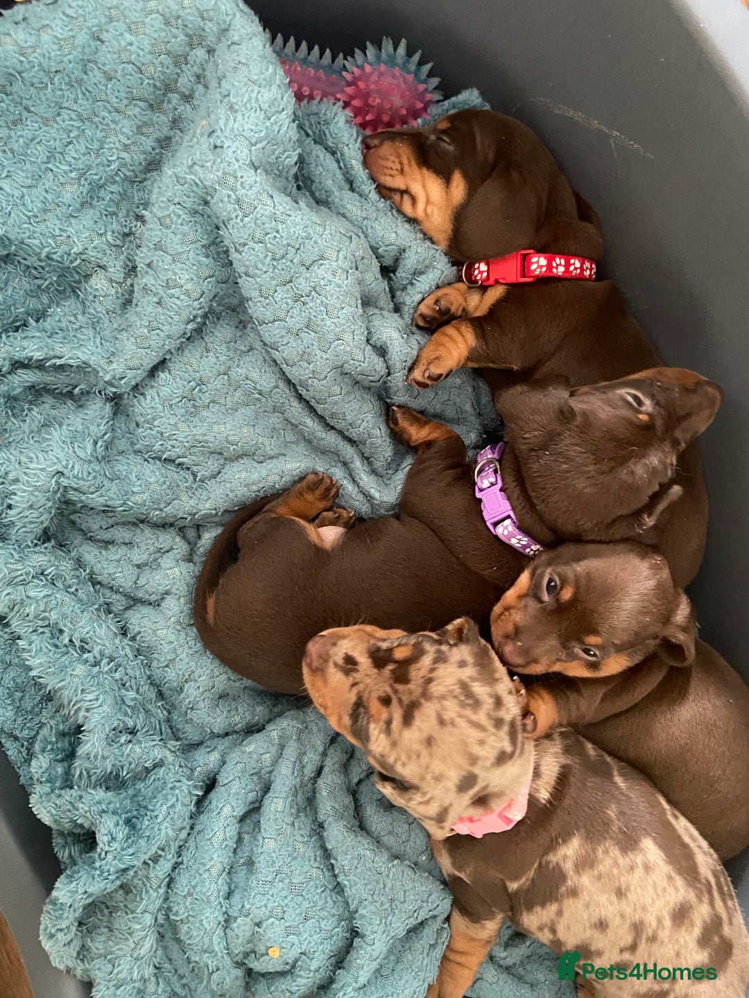 Miniature Dachshund dogs for sale: Miniature Dachshunds - Image 14
