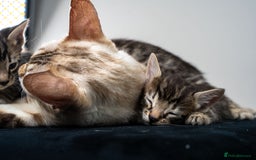 Bengal cats for sale: Gorgeous kittens, Wild-Patterned, Stunning Looks - Image 27