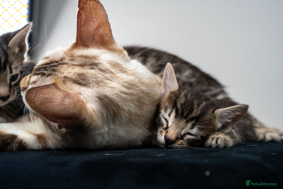 Bengal cats for sale: Gorgeous kittens, Wild-Patterned, Stunning Looks - Image 27