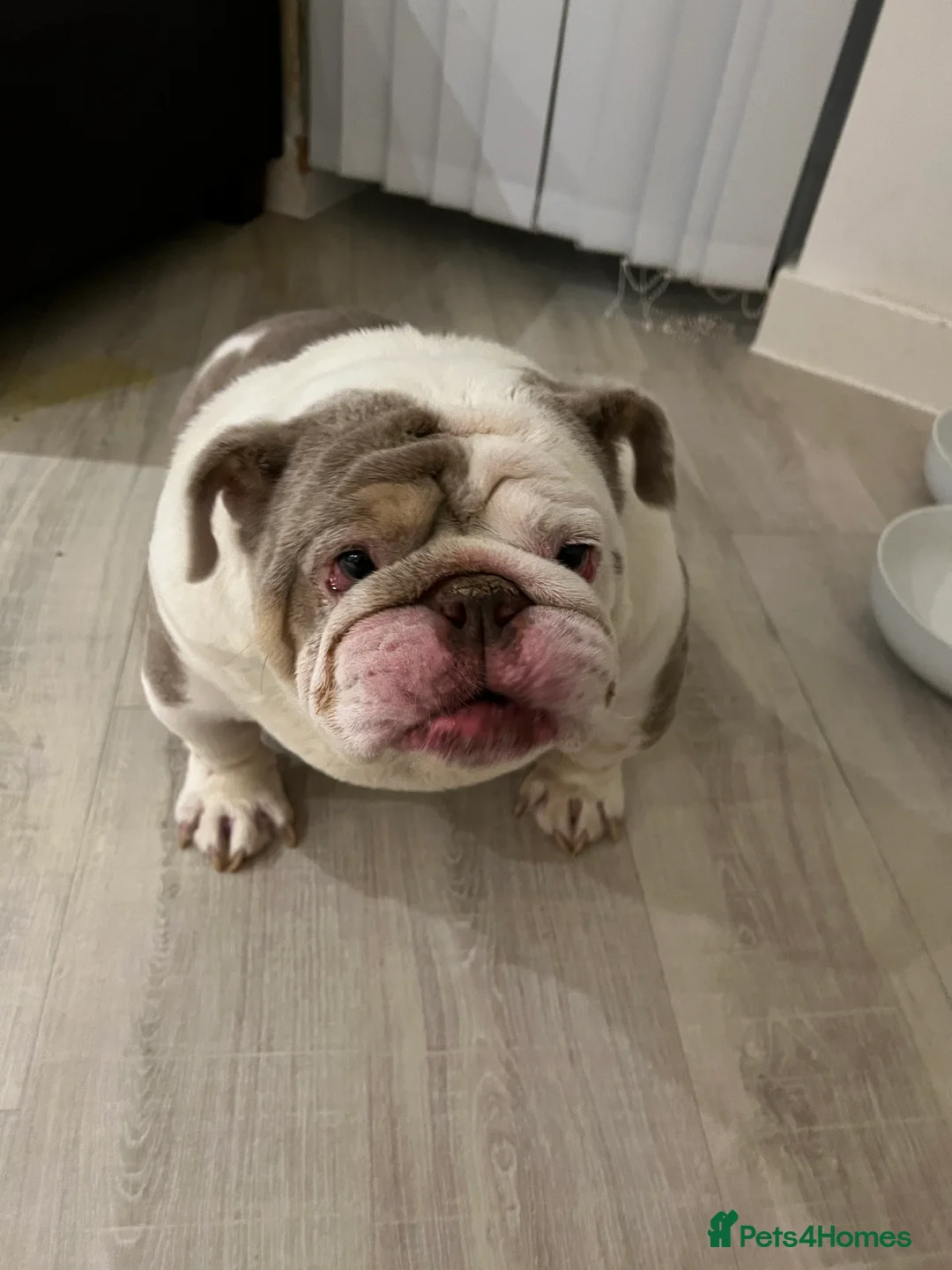 English Bulldog dogs for sale: Bruno - Advert 12