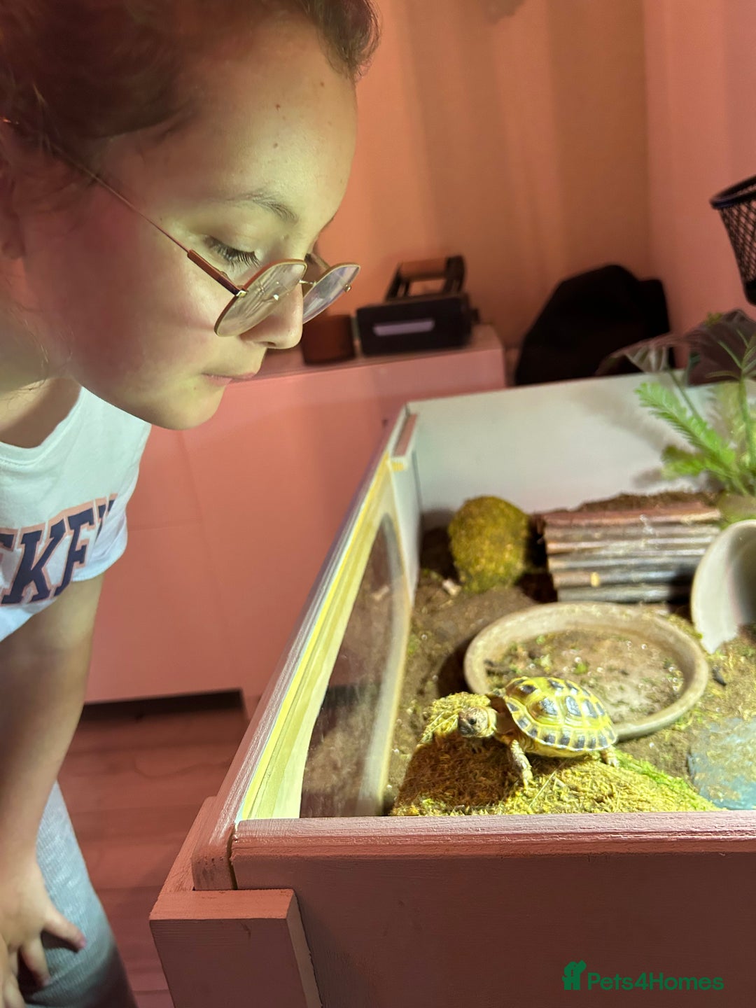 Tortoise reptiles for sale: Horsefield tortoise and full setup  - Image 3