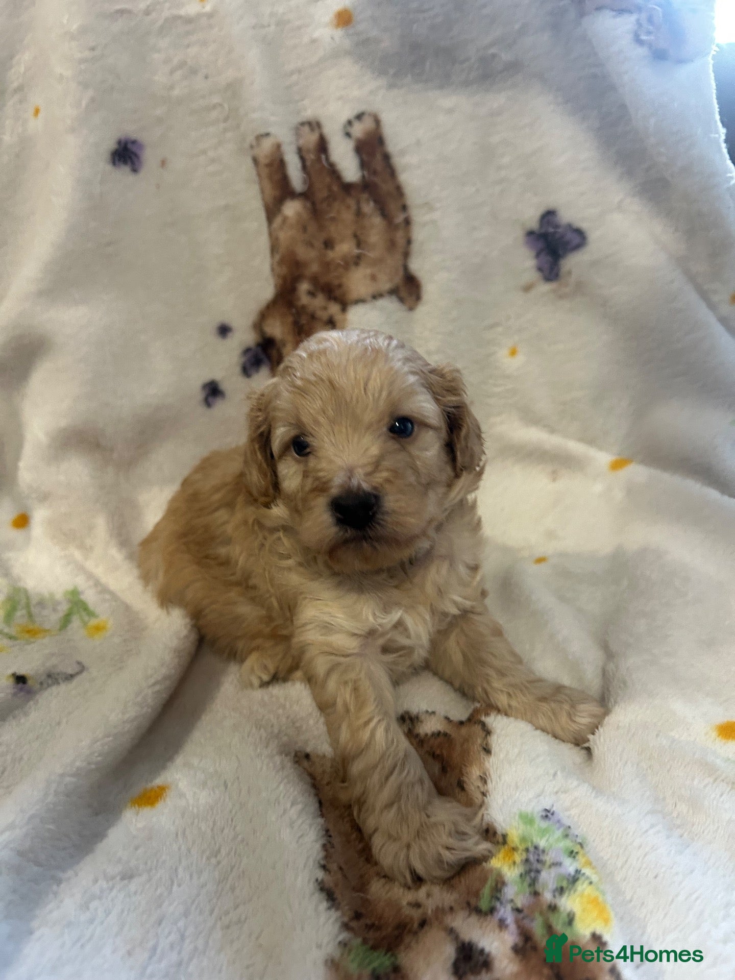 Cockapoo dogs Gorgeous Toy cockapoo puppies one boy left  - Advert 1