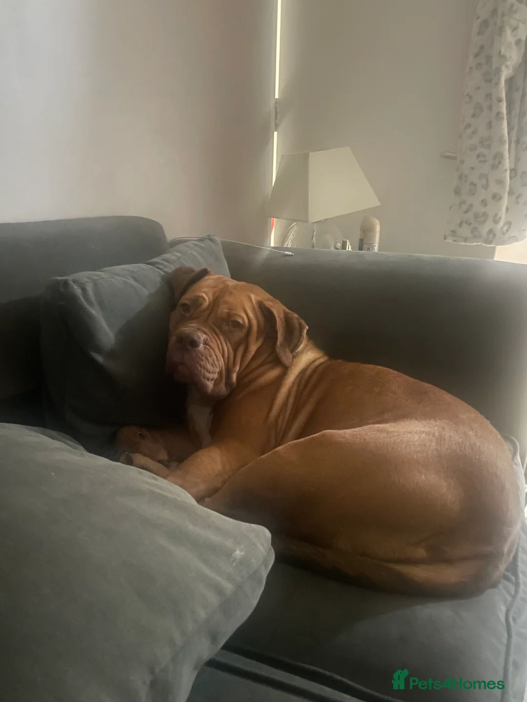 Mixed Breed dogs for sale: Beautiful Girl, Sad Circumstances  - Advert 4