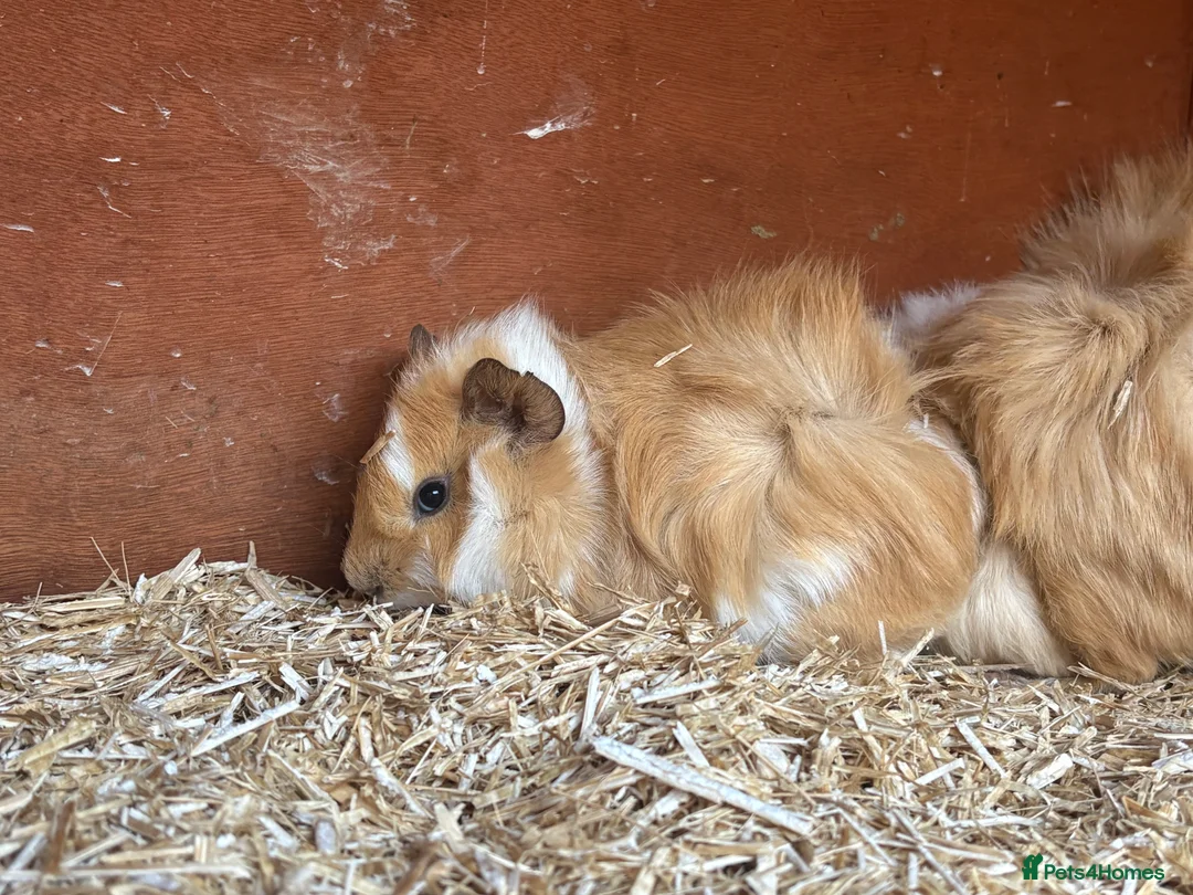 Guinea Pig rodents for sale: Male guinea pigs looking for new homes - Advert 5