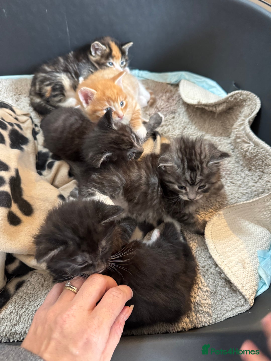 Maine Coon cats for sale: 5 beautiful kittens  - Image 12