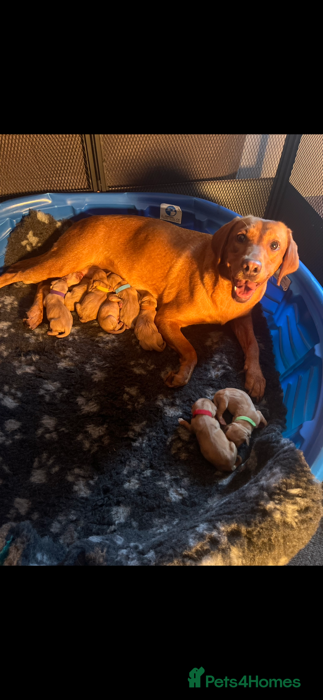 Labrador Retriever dogs for sale: Fox red Labrador puppies  - Image 1