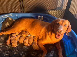 Labrador Retriever dogs - Advert 16