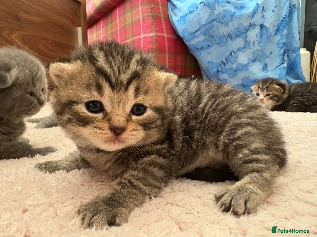 British Shorthair cats for sale: 6 Gorgeous British Shorthairs for sale  - Image 5