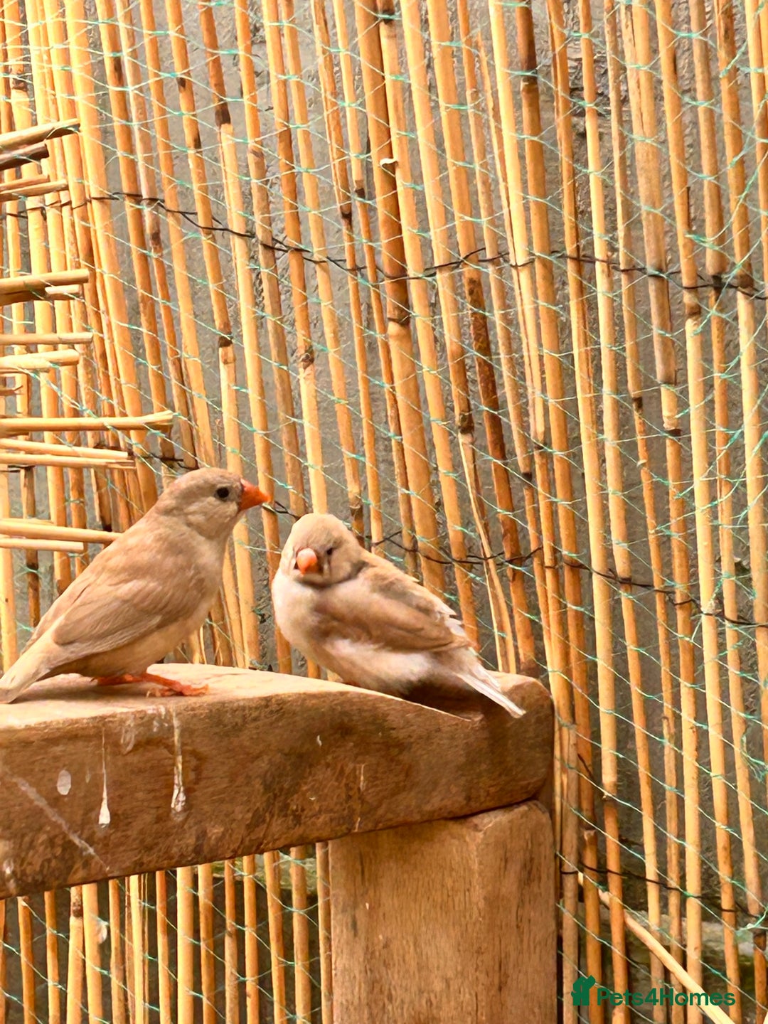 Finches birds for sale: Zebra Finches - Image 3