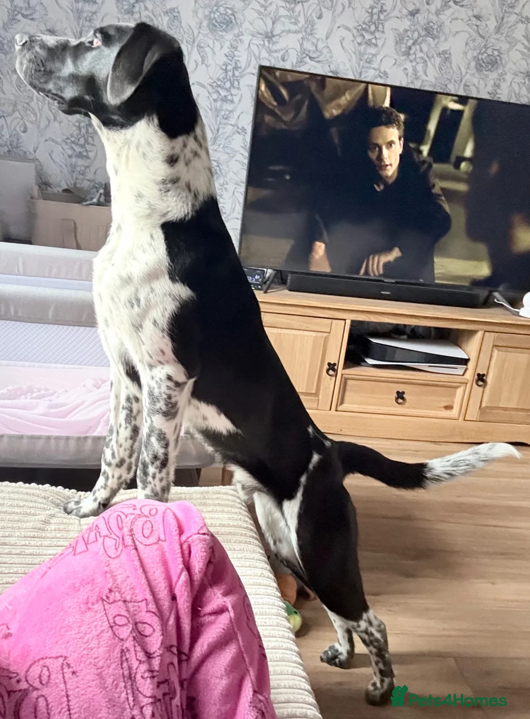 Mixed Breed dogs for sale: German short haired pointer x border collie  in Ebbw Vale - Advert 2