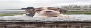Beagle 1