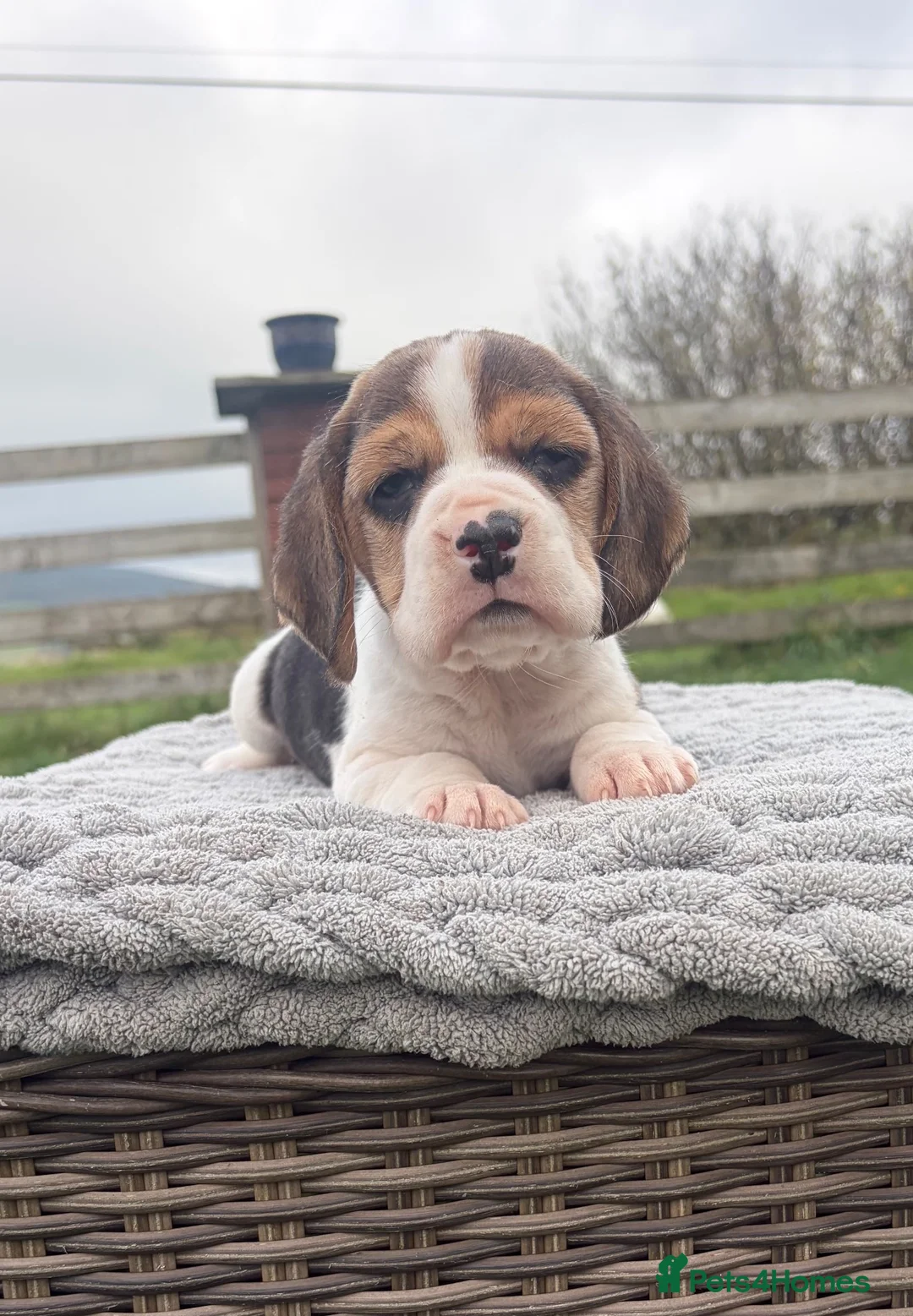 Beagle dogs for sale: 4 outstanding beagle pups  - Advert 10