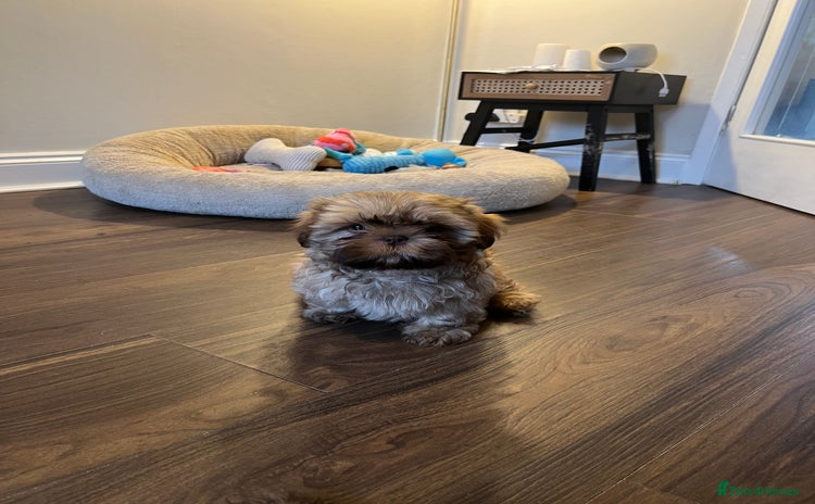 Shih Tzu dogs - Advert 1