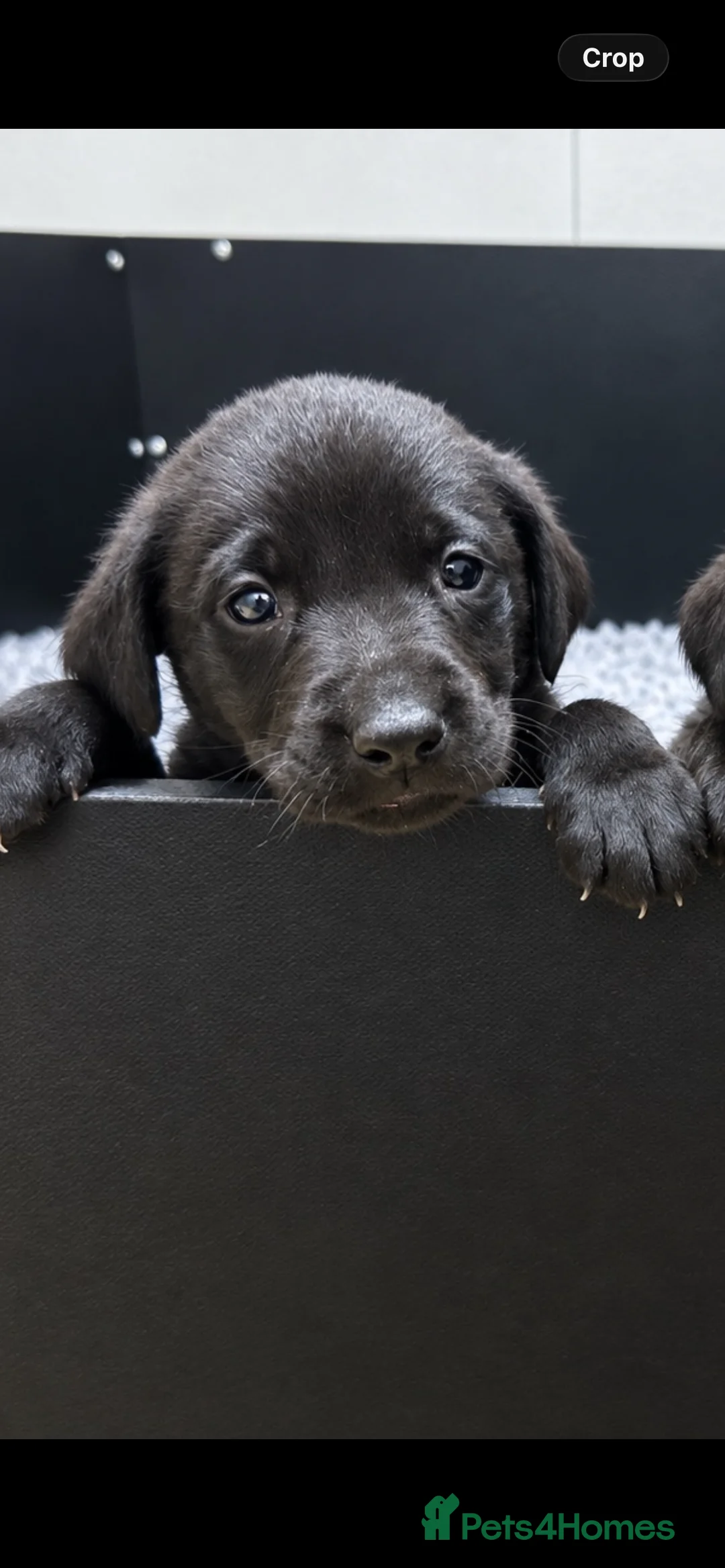 Labrador Retriever dogs for sale: Health tested Working Labrador Puppies - Advert 2