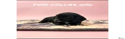 Cocker Spaniel dogs for sale: Working cocker spaniel puppies  - Advert 26
