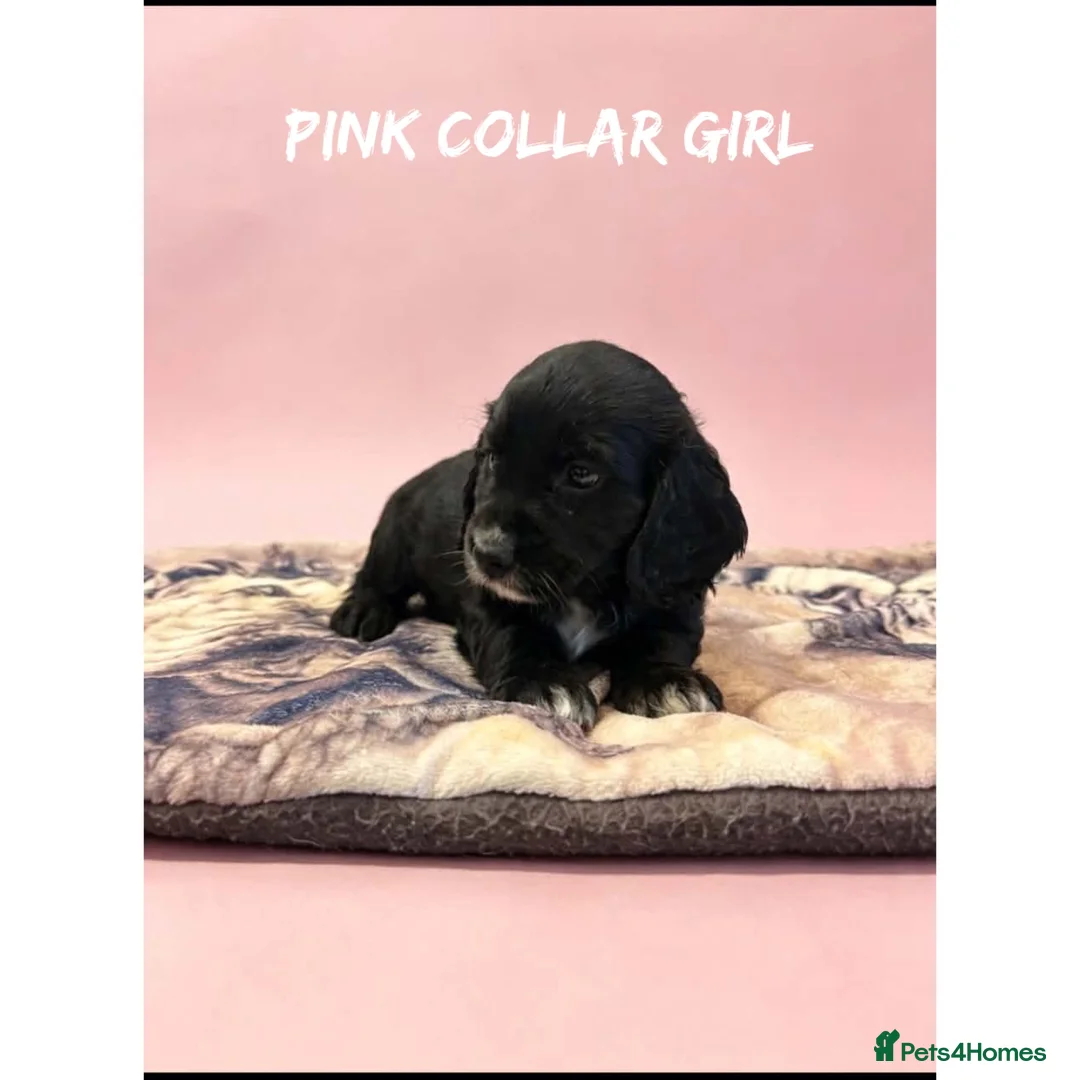 Cocker Spaniel dogs for sale: Working cocker spaniel puppies  - Advert 26
