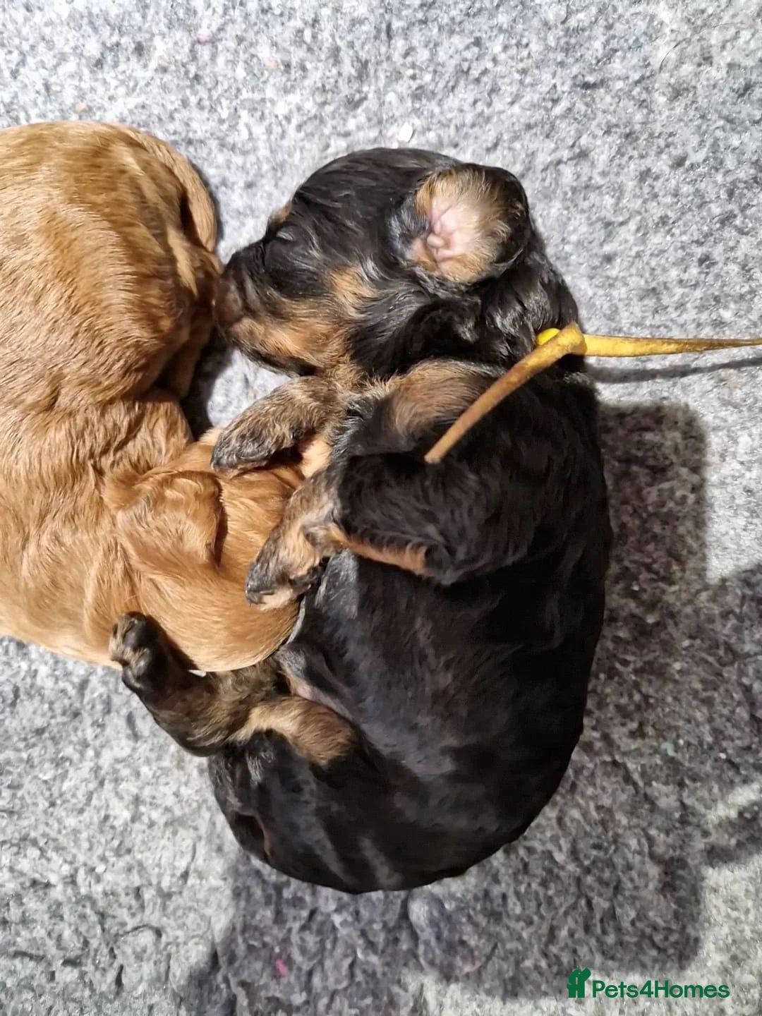 Toy Poodle dogs for stud: KC registered / health tested toy poodle stud in Bolton - Advert 16