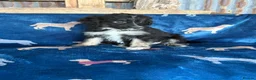 Bordoodle dogs for sale: Bordoodle puppies - Advert 15