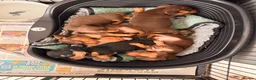 Miniature Dachshund dogs for sale: Kc registered miniature dachshund puppies  - Advert 8