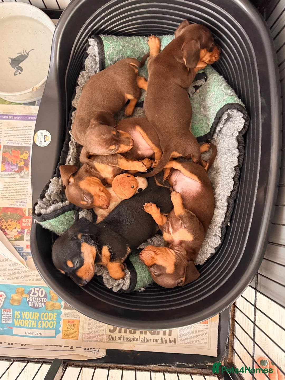 Miniature Dachshund dogs for sale: Kc registered miniature dachshund puppies  - Advert 8