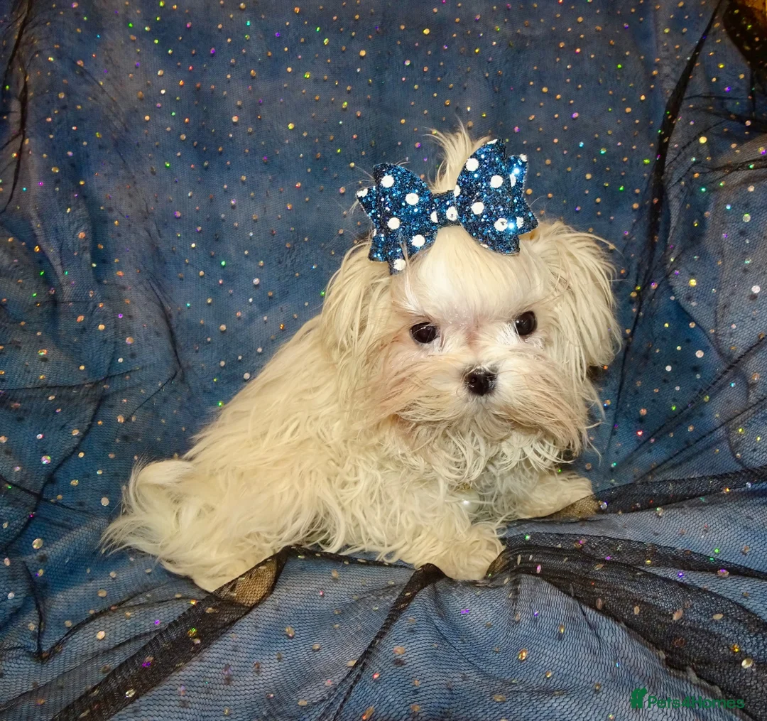 Maltese dogs for sale: ****Exquisite KC Registered Maltese Boy Puppy****  - Advert 1